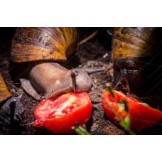 Caracol gigante Tigre -  (Achatina achatina)